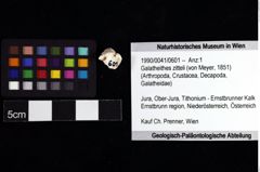 Foto (Objket + Etiketten) von Galatheithes zitteli (von Meyer, 1851) 